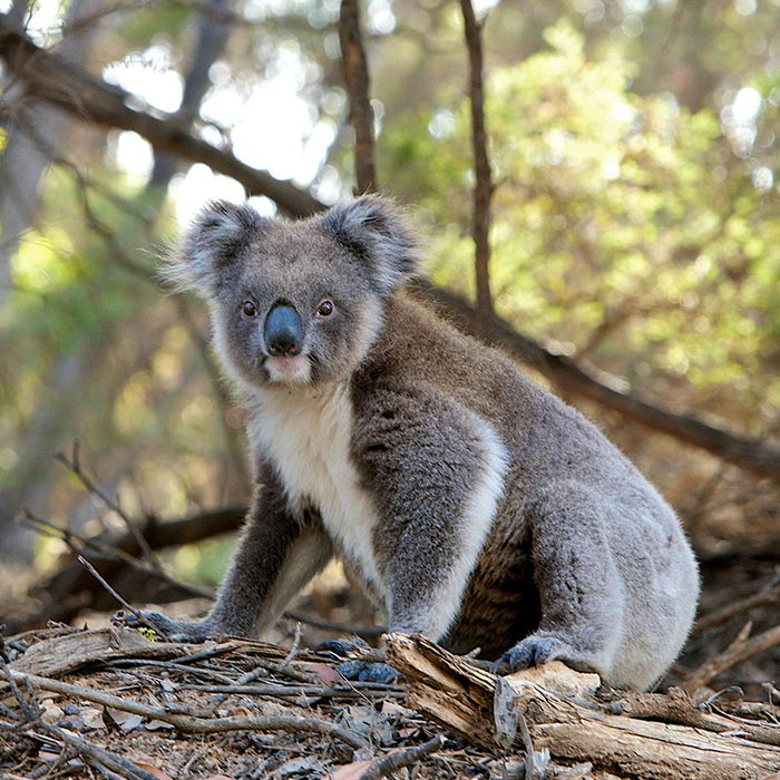 General Admission At Port Stephens Koala Sanctuary - We Wander