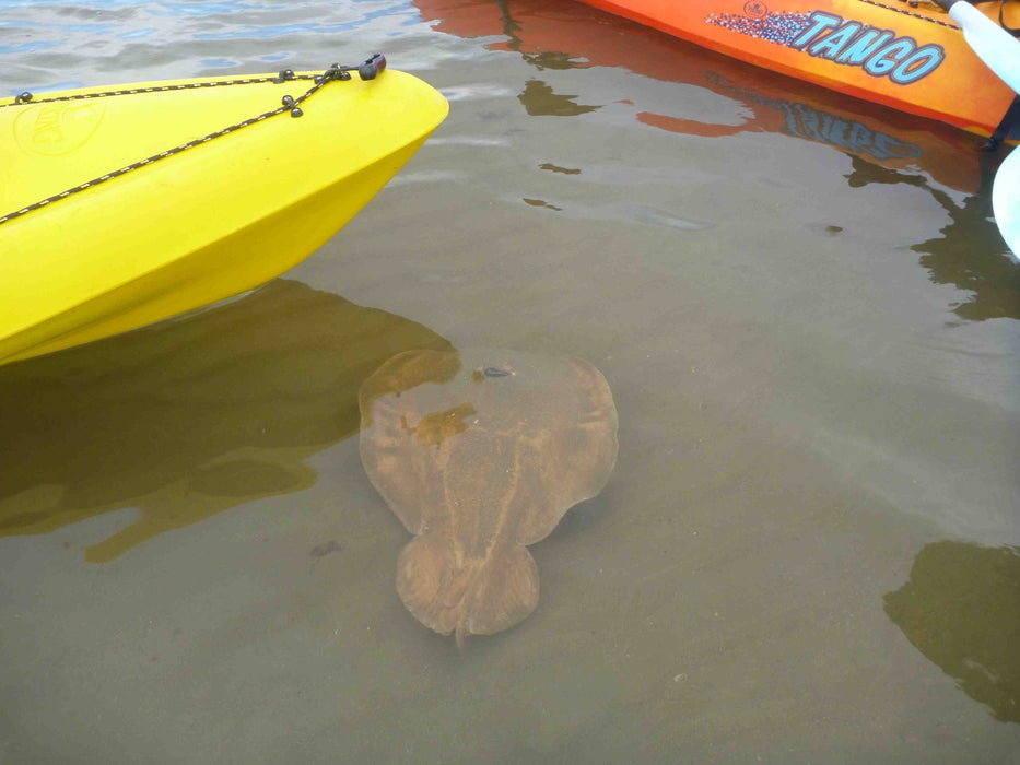 Glass Bottom Kayak Tour - Cullendulla Sanctuary - We Wander