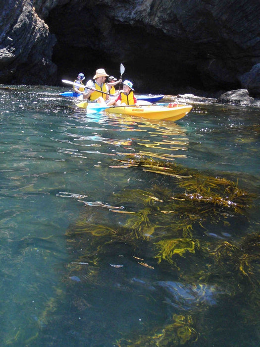 Glass Bottom Kayak Tour - Cullendulla Sanctuary - We Wander