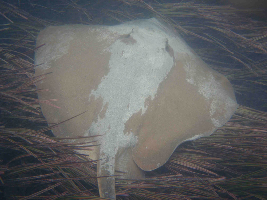 Glass Bottom Kayak Tour - Cullendulla Sanctuary