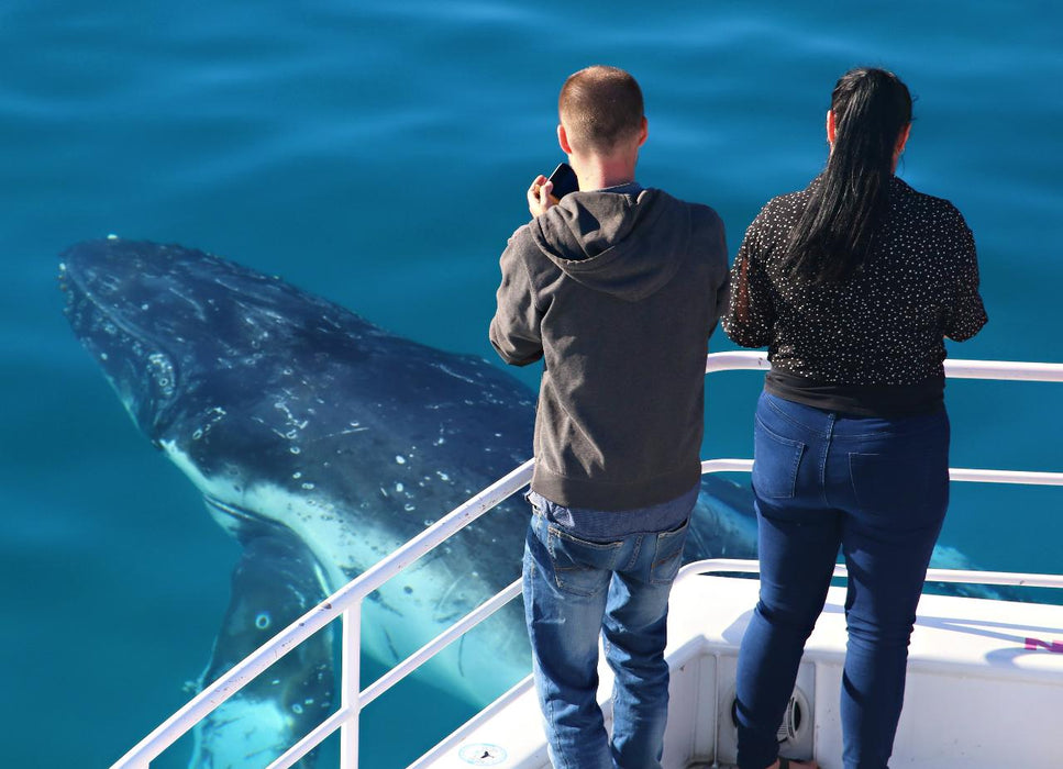 Half Day Whale Watching Encounter - We Wander