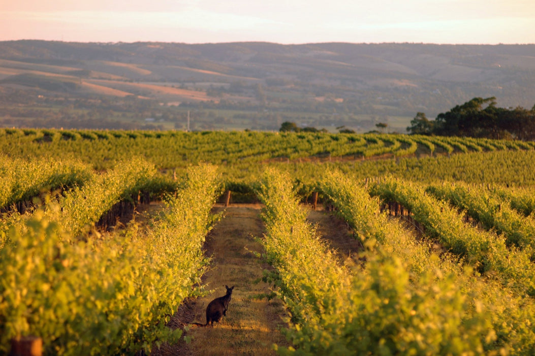 Half - Day Wine Tasting & Coast Experience - We Wander