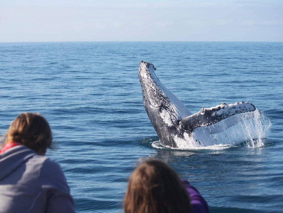 Hervey Bay Whale Watch - We Wander