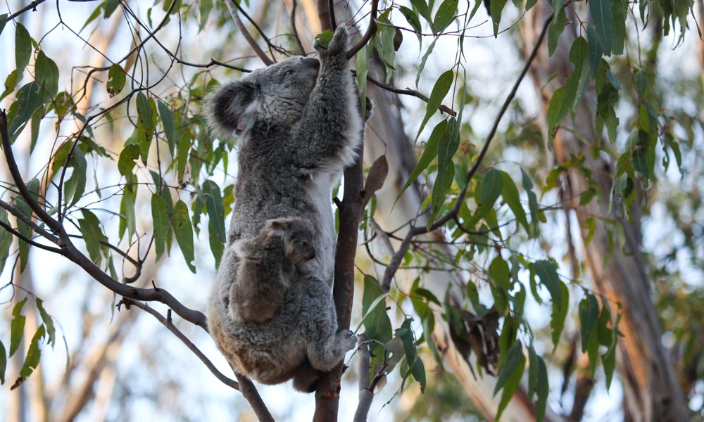 Gold Coast Eco Safari