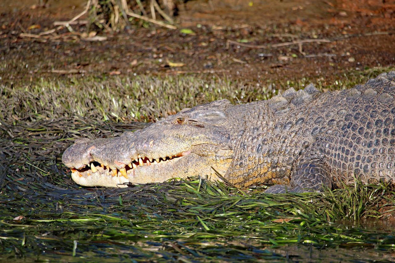 Johnstone River Croc & Wildlife Tour - We Wander