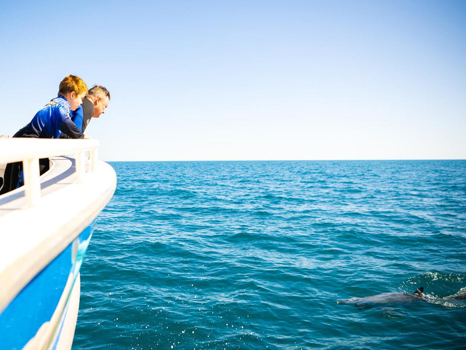 Kangaroo Island Ocean Safari - 2 Hour View Only Snorkelling Safari - We Wander