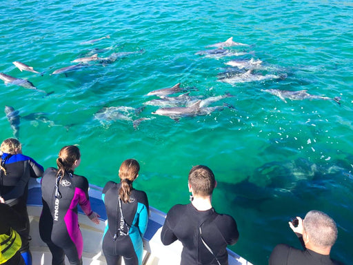 Kangaroo Island Ocean Safari - 2 Hour View Only Snorkelling Safari - We Wander