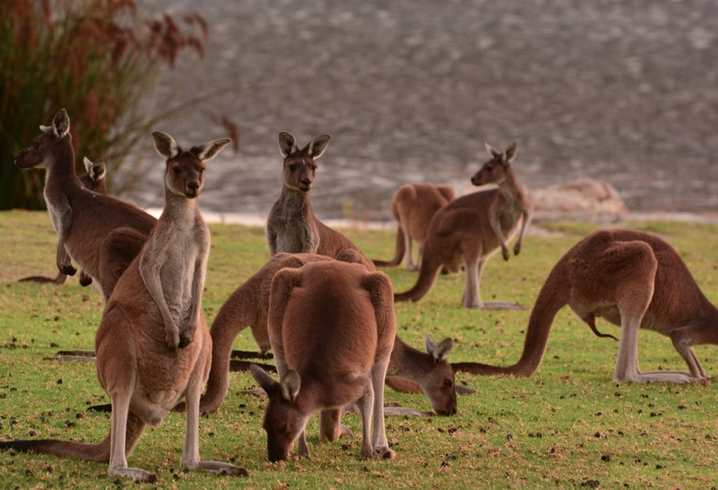 Pinnacles, Yanchep National Park & Lancelin