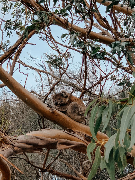 Koala Walking Tour - We Wander