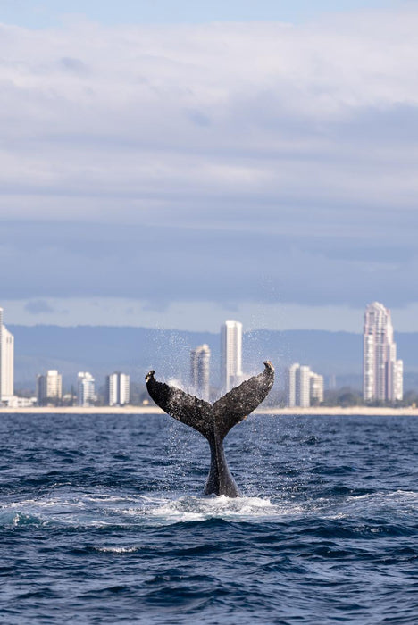 2.5Hr Whale Watching Cruise