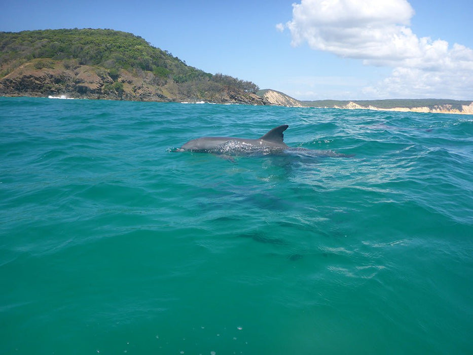 Learn To Surf Australia's Longest Wave + Great Beach Drive Adventure - Noosa Day Trip - We Wander