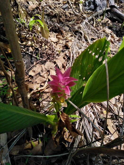 Litchfield Park Adventures With Jumping Crocodile Cruise - We Wander