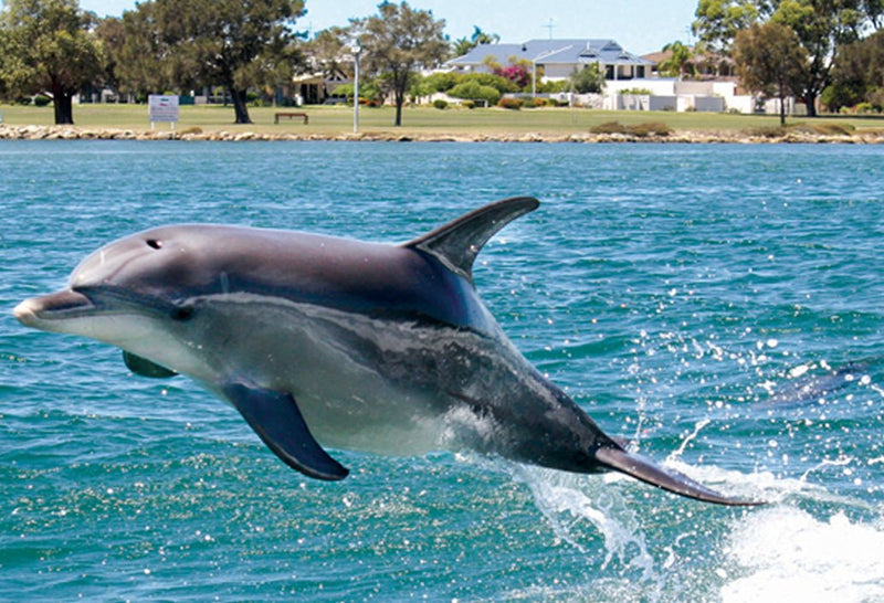 Mandurah Canals & Dolphin Watch Tour - We Wander