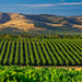 Mclaren Vale Wine Tour Corporate Package Full Day - We Wander