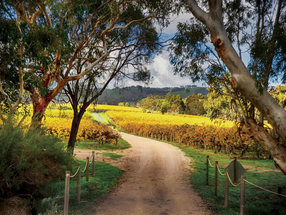 Mclaren Vale Winery Experience - We Wander