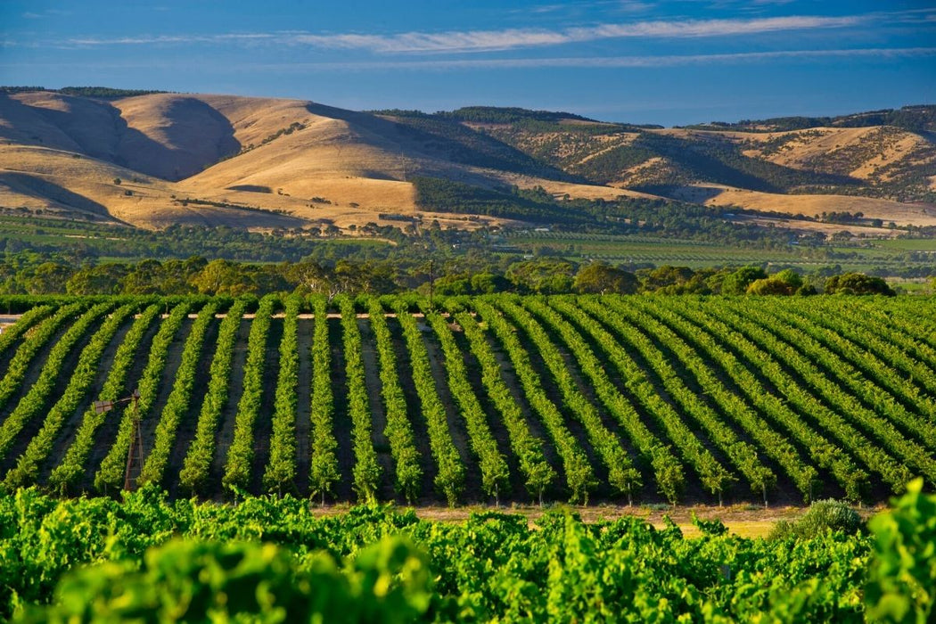 Mclaren Vale Wine Tour Corporate Package Full Day