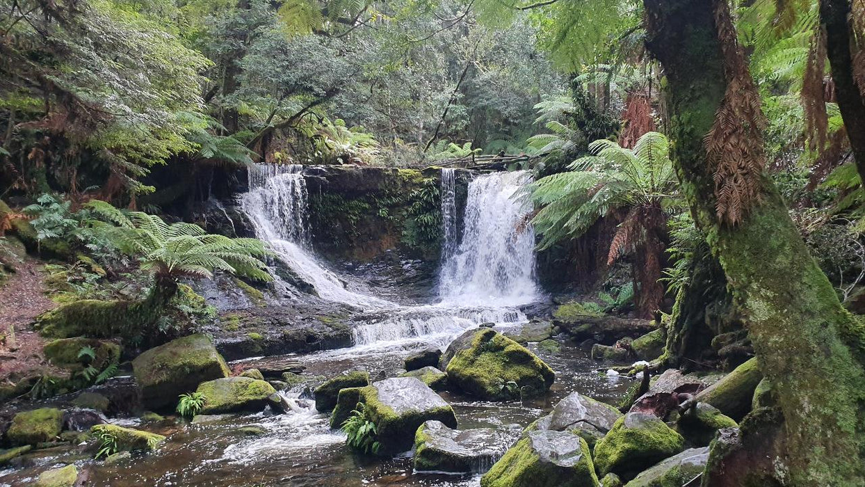 Mt Field Russell Falls, Bonorong, Richmond & Mt Wellington Day Tour - We Wander