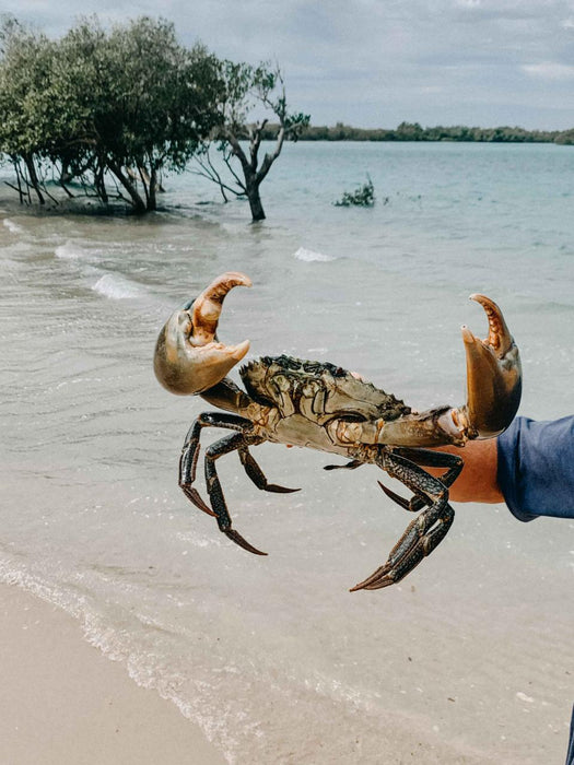 Mud Crabbing Adventure - We Wander