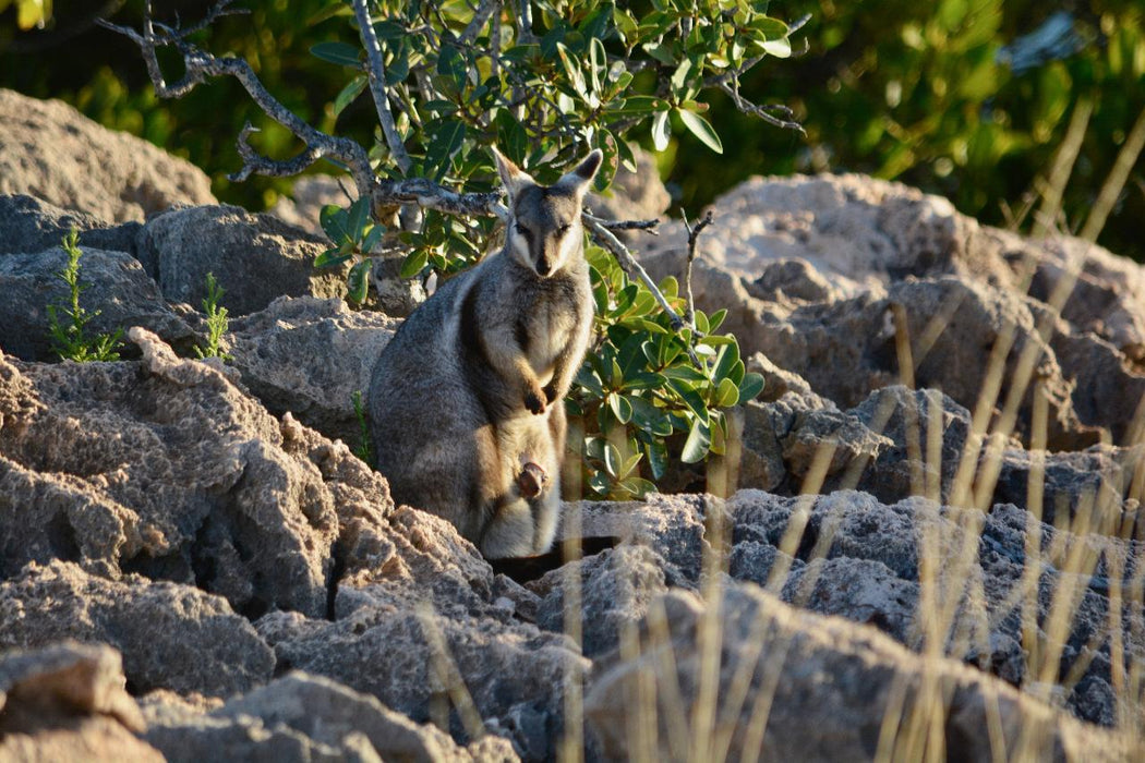 Ningaloo In A Day - We Wander