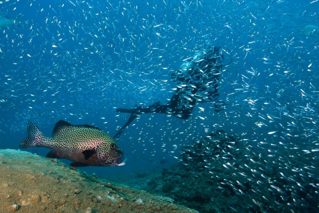 Outer Reef Or Muiron Island Dive And Snorkel Tour - We Wander