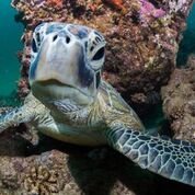 Outer Reef Or Muiron Island Dive And Snorkel Tour - We Wander