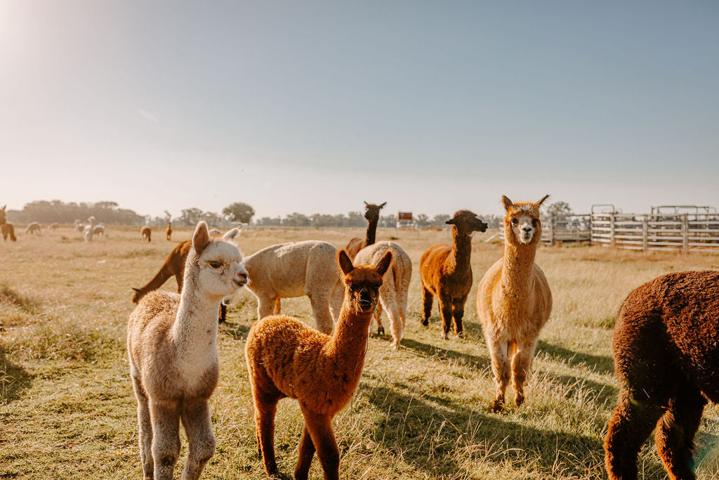 Private Online Alpaca Meet & Greet Experience