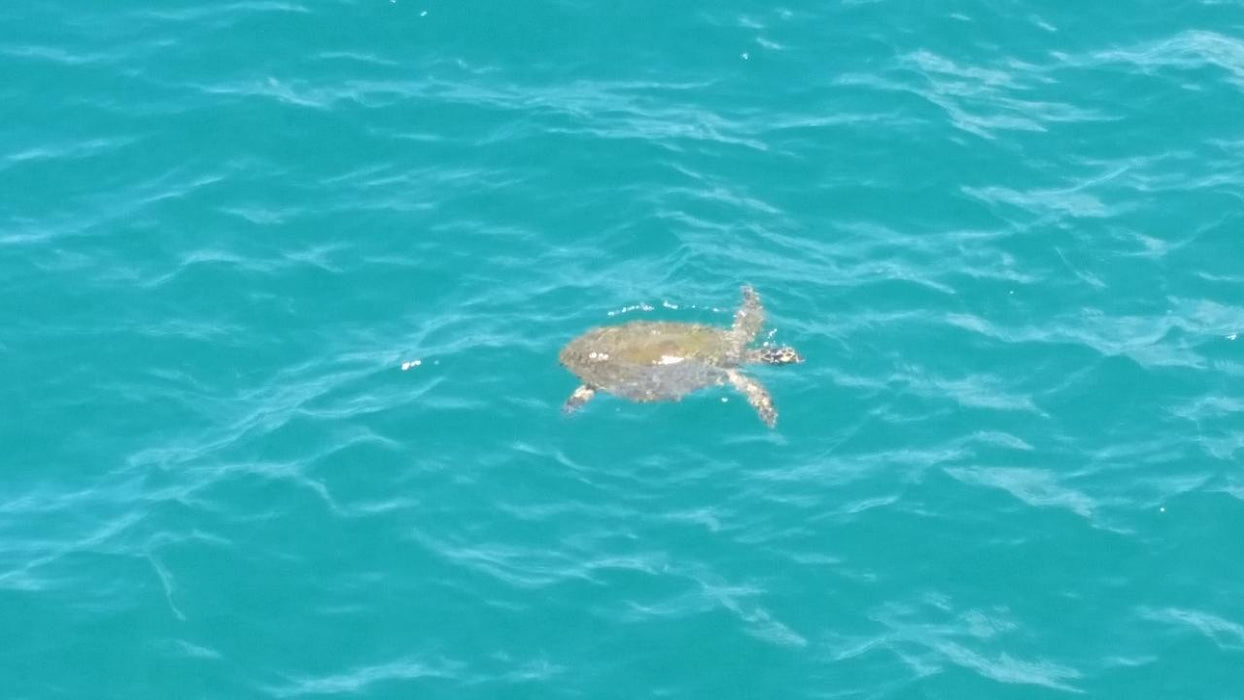 Palm Cove Double Island Kayak Turtle Tour - We Wander