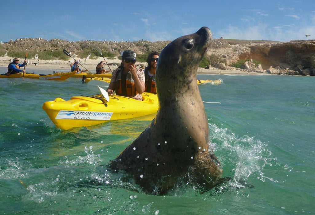 Penguin Island Adventure Tour - We Wander