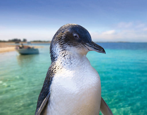 Penguin Island & Mandurah Canal Cruise - We Wander