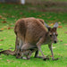 Photographing Australian Animals, Seascapes And Sunsets - We Wander