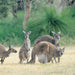 Pinnacles, Swan Valley Wildlife Park & Lancelin - We Wander