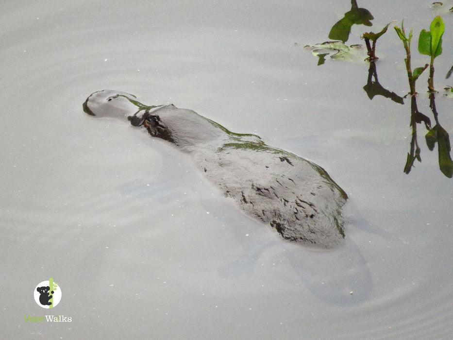 Platypus Walk - We Wander