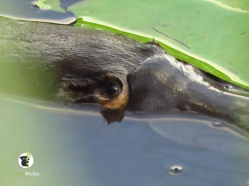 Platypus Walk