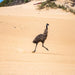 Port Lincoln - Wildlife, Sightseeing & 4Wd Tour - We Wander