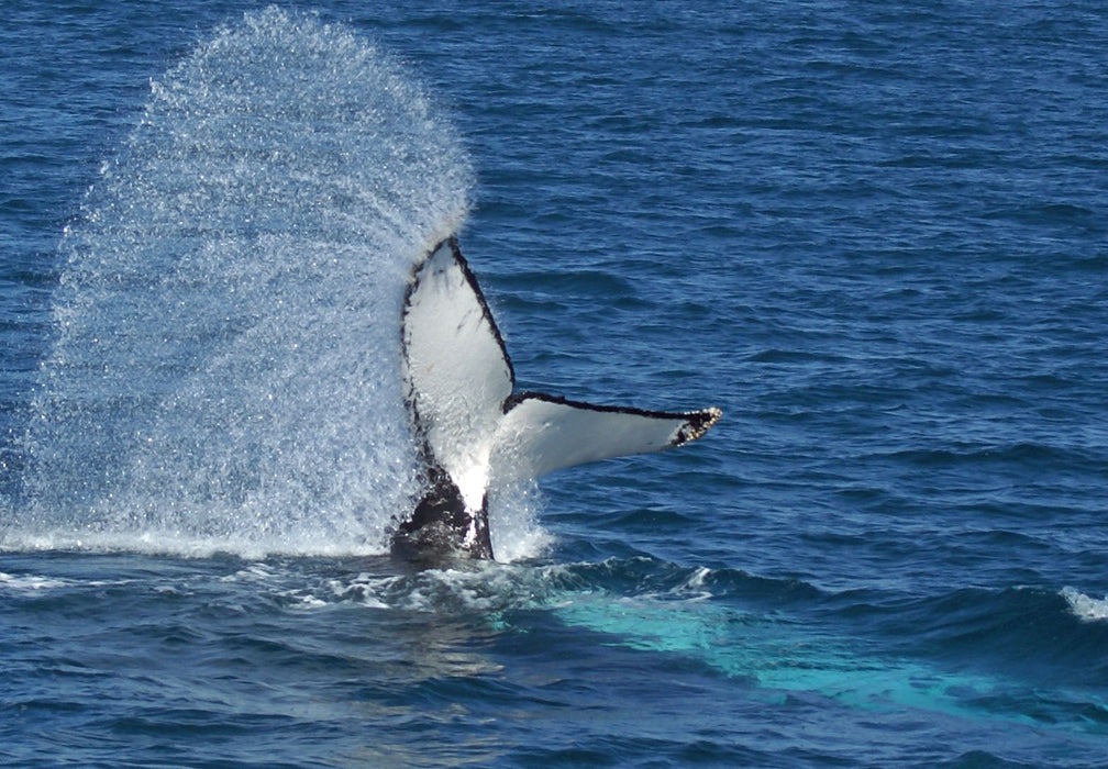 Premium Whale Watch Tour - We Wander