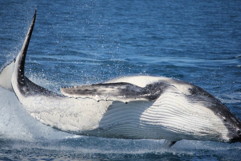 Premium Whale Watch Tour - We Wander