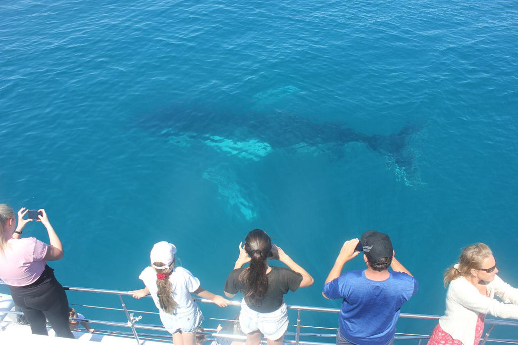 Premium Whale Watch Tour - We Wander