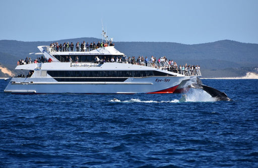Premium Whale Watching Adventure - Ex Brisbane Cbd - We Wander