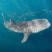 Priority Plus Whaleshark Tour Booking - April - July - We Wander