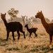 Private Online Alpaca Meet & Greet Experience - We Wander