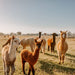 Private Online Alpaca Meet & Greet Experience - We Wander