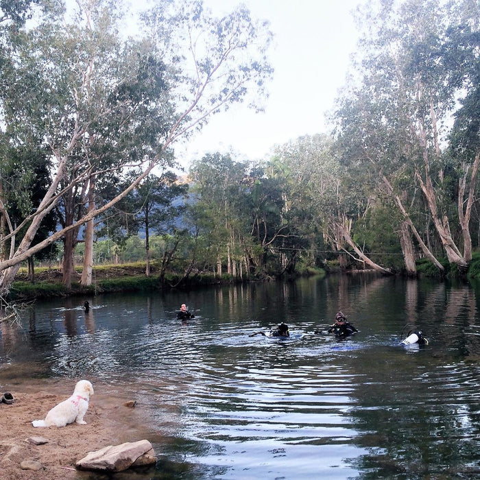 Rainforest Platypus Dive - We Wander