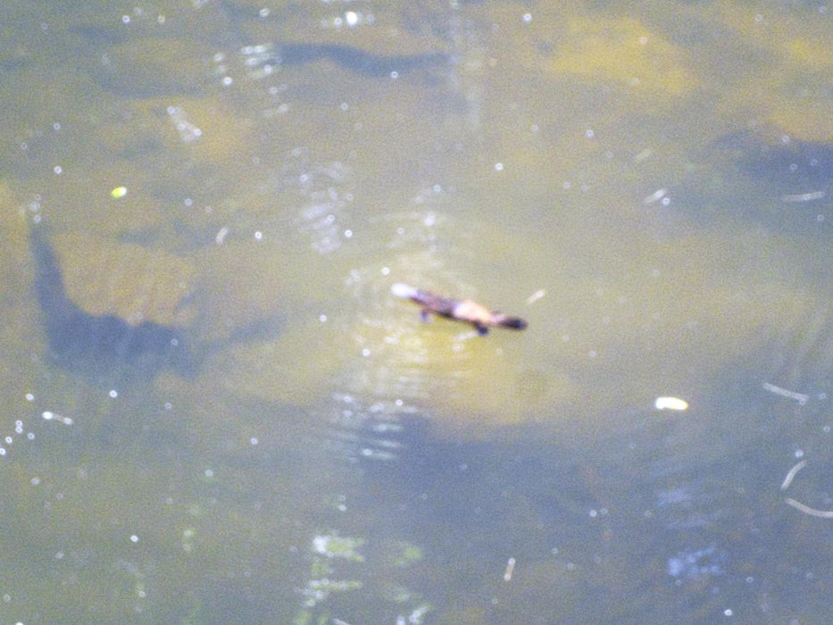 Rainforest Platypus Dive - We Wander