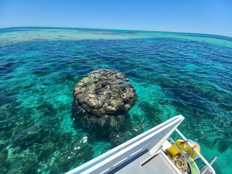 Coral Viewing & Snorkel Tour, Exmouth 2Hrs