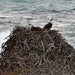 Rottnest Photographic Day Tour Without Ferry - We Wander