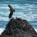 Rottnest Photographic Day Tour Without Ferry - We Wander