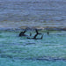 Rottnest Photographic Day Tour Without Ferry - We Wander