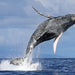 Sails And Whales Private Charter Whale Watching On A Luxury Sailing Catamaran - We Wander