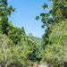 Segway Rainforest Discovery Tour - We Wander