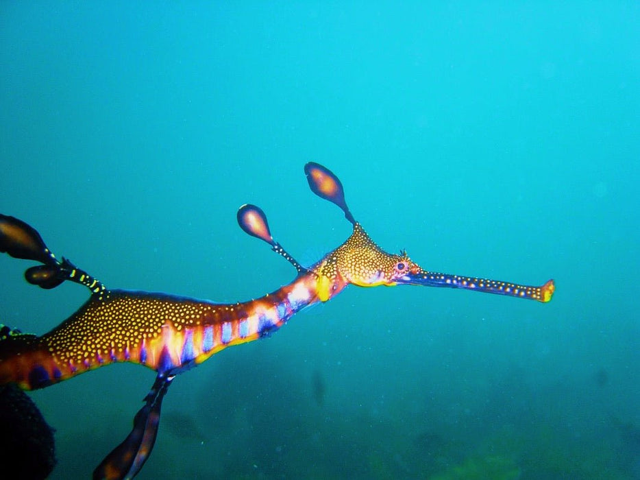 Snorkel With Sea Dragons - We Wander